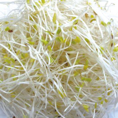 スプラウト アルファルファ くせのない風味で一番人気 直売所天国